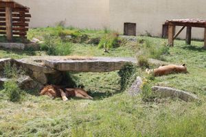 1112A1A3ZOO 0374 (1)