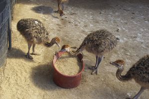 2012 06 18 FERME AUTRUCHES011