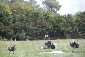 2012 06 18 FERME AUTRUCHES057