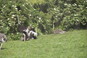 2012 06 18 FERME AUTRUCHES068