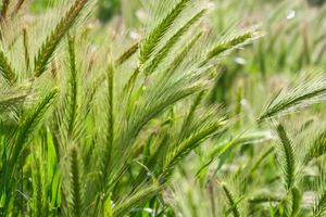 avril-2012-herbes.jpg