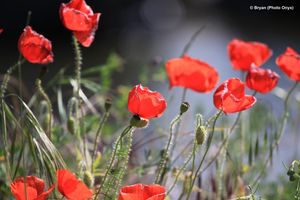 coquelicots.jpg