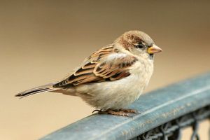moineau-domestique-house-sparrows-paris-jardin-des-tuilleri.jpg