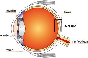 coupe-de-l-oeil.jpg