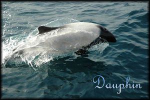 dauphins copie