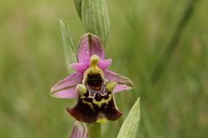 120505 Orchidées 019
