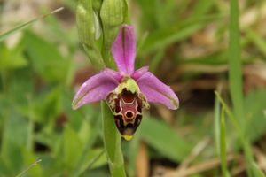 120505 Orchidées 023