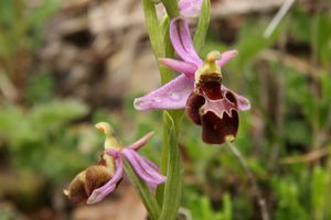 120505 Orchidées 027