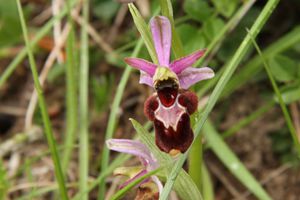 120505 Orchidées 028