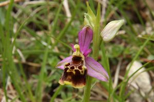 120505 Orchidées 047
