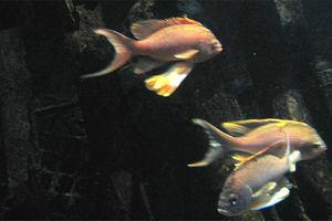 Nausicaa 039