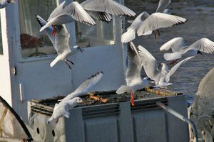 peche-civelle-port-pornic-047