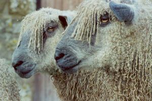 Two Heads Wensleydale