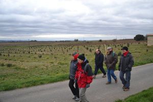 7-Jeunes-truffiere-de-chene-vert-jpg