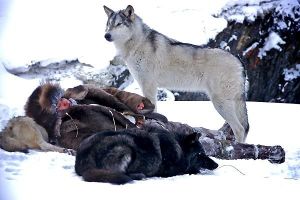 Loup---Photo-01-du-film.jpg