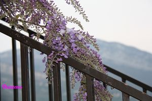 Glycine