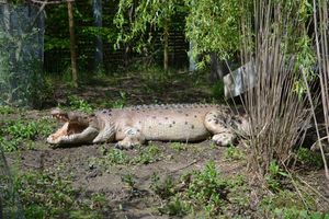 crocodile en resine grandeur nature