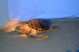 reproduction-tortue-marine.JPG