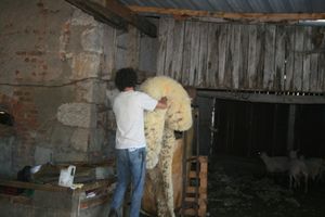 IMG_2234---.JPG