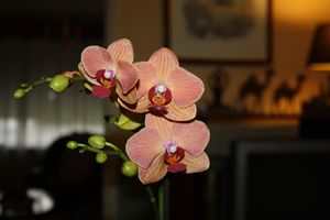 Belle-orchidee.jpg