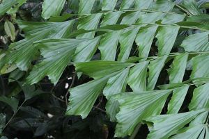 TawnyPalmfly_FishTail_Palm_01_t.jpg