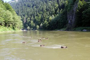 Photo canards de la balade-fluviale-sur-le-Dunajec.jpg