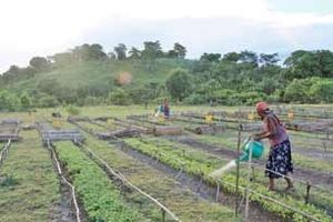 1-reforestation.jpg