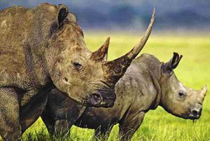 rhinoceros whire rhino and baby