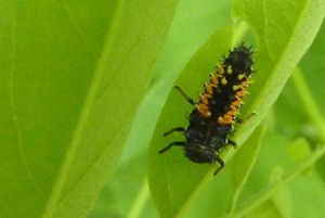coccinelle chinoise larve