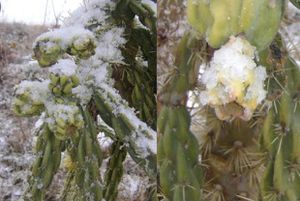 montner sous la neige 80