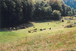 63G63266vaches