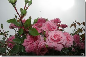 roses-soir-MJC.jpg
