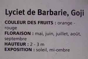 LYCIET de barb 2
