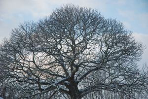 arbre-1000