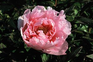 pivoine_moselle_1.jpg