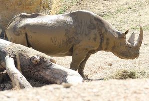 rhinoceros noir