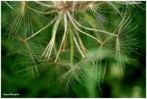 etoile filaire sylvanes