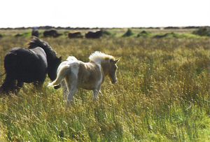 chevaux islande