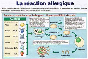 allergie 1