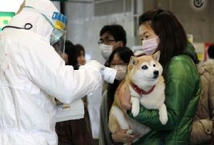 shiba-inu-radioactivity