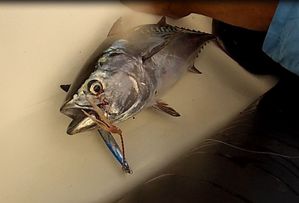 bonite-copie-5.JPG