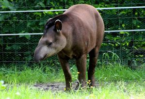 tapir-d-europe--2-.jpg