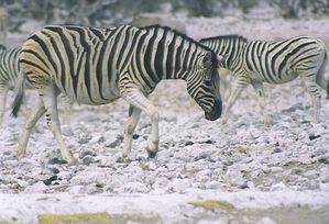 zebre-namibie.jpg