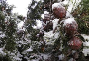 montner sous la neige 84