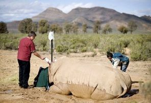 Afrique-du-Sud-deux-rhinoceros-braconnes-par-jour-depuis-ja.jpg