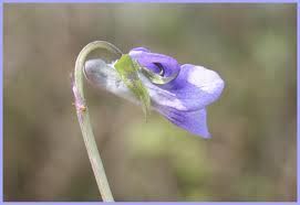 violette5 tres petite