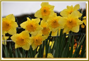 Jonquilles-0417.jpg