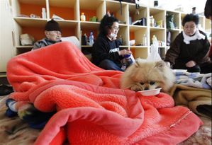 pomeranian-survive-earthquake-tsunami-japan.jpg