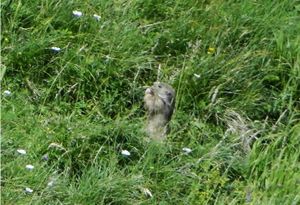 3 marmotte