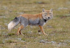 renard-du-tibet-copie-1